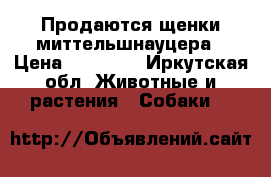 Продаются щенки миттельшнауцера › Цена ­ 20 000 - Иркутская обл. Животные и растения » Собаки   